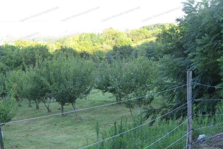 Eladó 3202 m2 termőre forduló barack ültetvény Lesenceistvánd zártkerti részén!