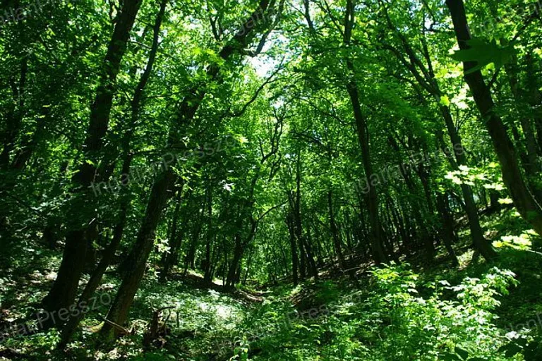 Eladó erdőterületek Balatonrendesen