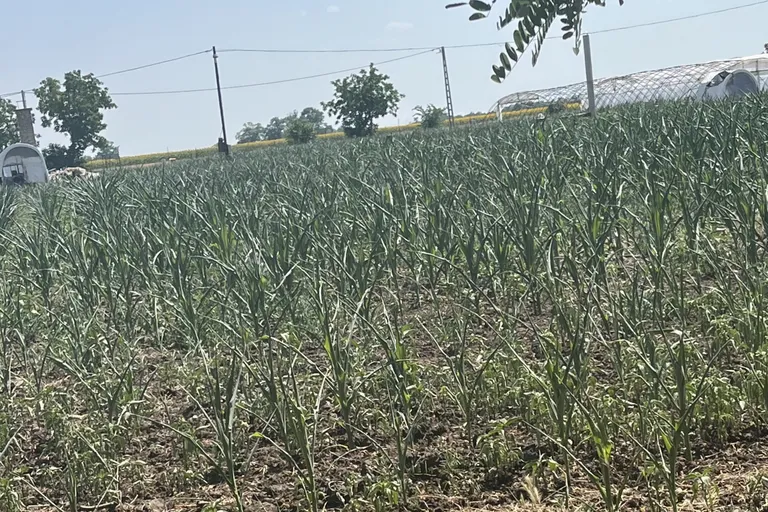 ELADÓ! Kiváló adottságú közművesített 1ha szántó ingatlan. Horgásztó mellett!